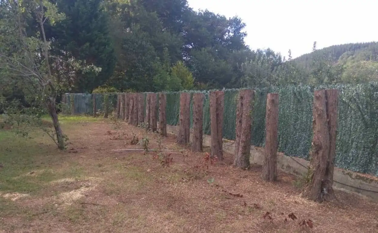 Conflictos de lindes: árboles y plantaciones en los linderos 1 - abogado Nerja, abogado Torrox, abogado Velez Malaga, abogado Torre del Mar cipreses artea kXSD 1248x770@El Correo - abogado Nerja, abogado Torrox, abogado Velez Malaga, abogado Torre del Mar