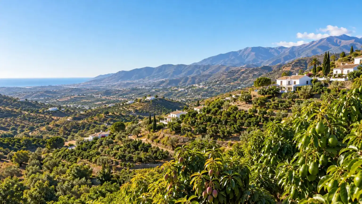 Solicitor Vélez-Málaga 1 - abogado Nerja, abogado Torrox, abogado Velez Malaga, abogado Torre del Mar The Axarquía river plain with subtropical crops and hills in the background, near Vélez-Málaga